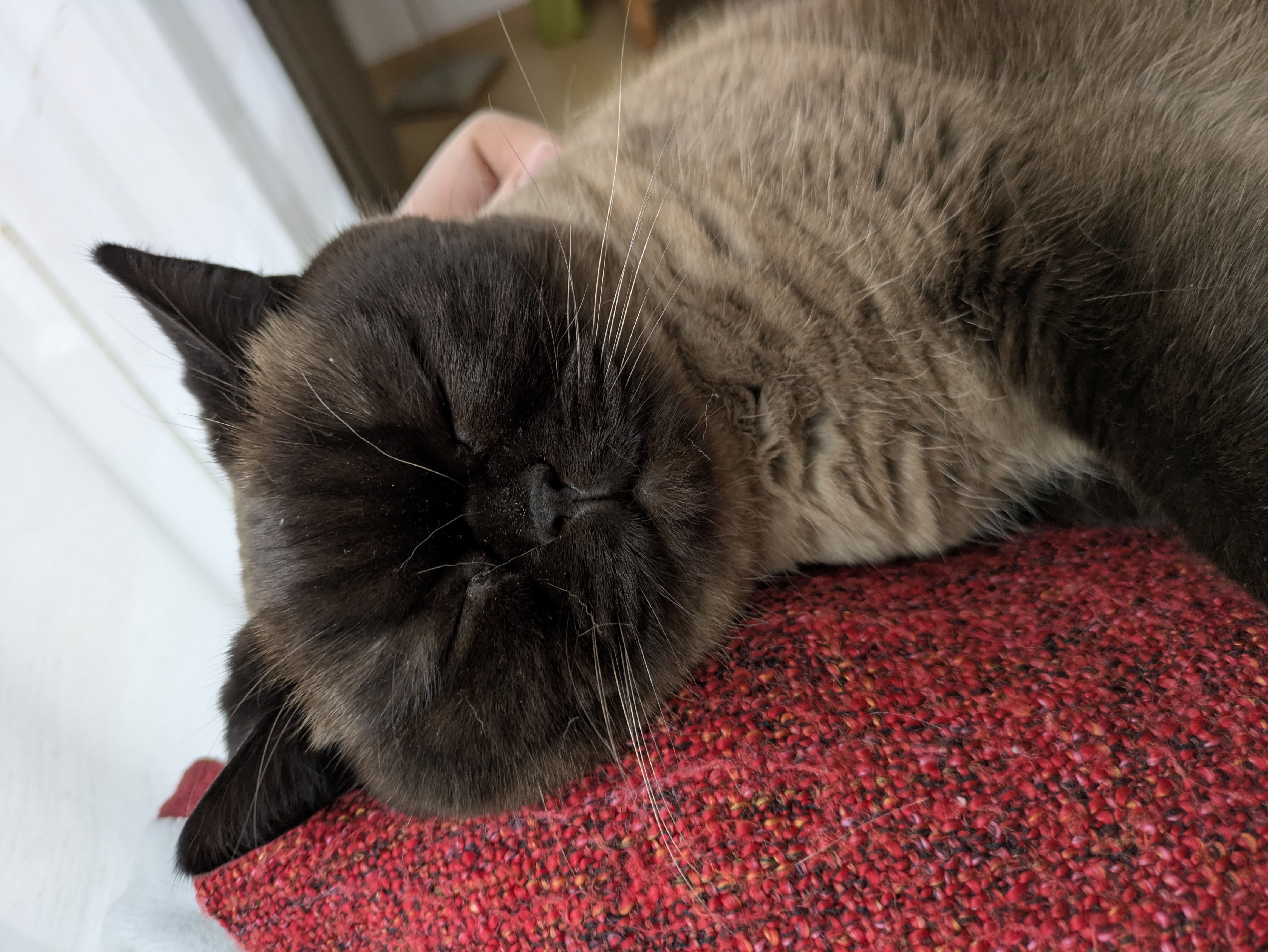 catto